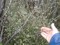 Coprosma tenuicaulis