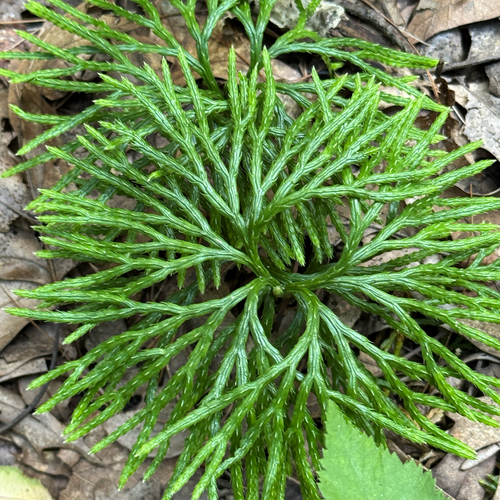 fan clubmoss