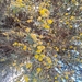 Acacia ehrenbergiana