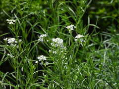 Lepidium fremontii