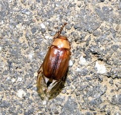 Rhizotrogus aestivus