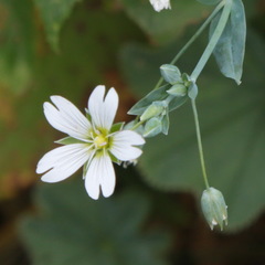 Cerastium davuricum