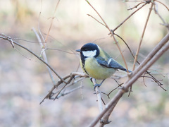 Parus major