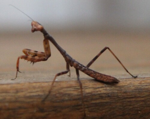 California Mantis