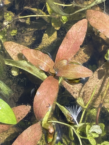 Hygrophila polysperma, photograph 5