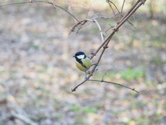 Parus major