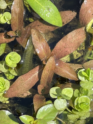 Hygrophila polysperma, photograph 6