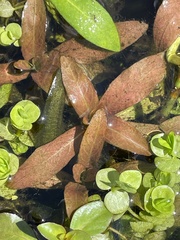 Hygrophila polysperma, photograph (c) James Hardee, some rights reserved (CC BY)