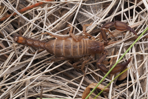 Pseudouroctonus apacheanus