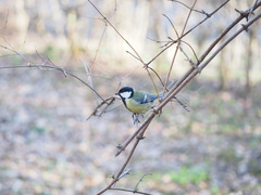 Parus major