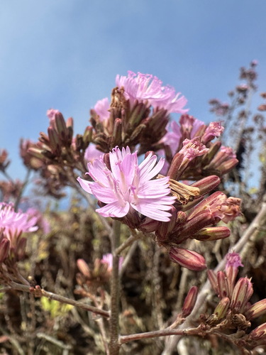 Munzothamnus blairii