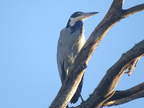 iNaturalist image