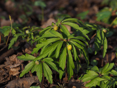 Anemonoides ranunculoides