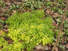 Anemonoides ranunculoides