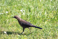 Euphagus