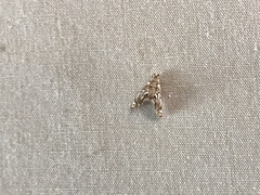 Eoparargyractis irroratalis