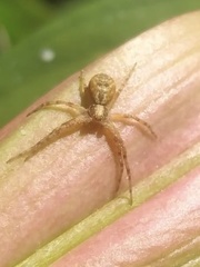 Philodromus