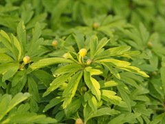 Anemonoides ranunculoides
