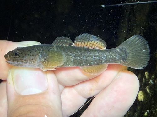 Forktongue goby (Chaenogobius gulosus) — Gobiidae — 2