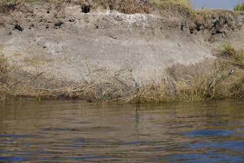iNaturalist: (c) Tyler Wilce, some rights reserved (CC BY-NC), uploaded by Tyler Wilce iNaturalist image