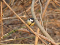 Parus major
