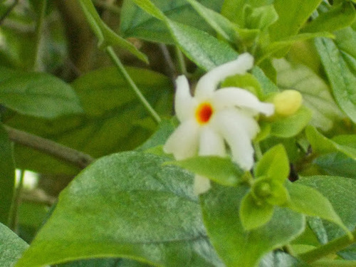 Nyctanthes arbor-tristis