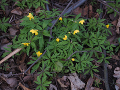 Anemonoides ranunculoides