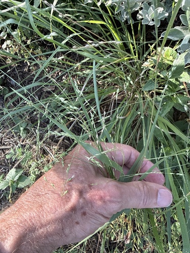 hall panicum