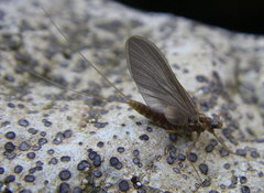 Epeorus pleuralis