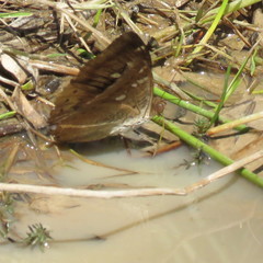 Euthalia aconthea garuda