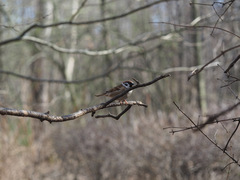 Passer montanus