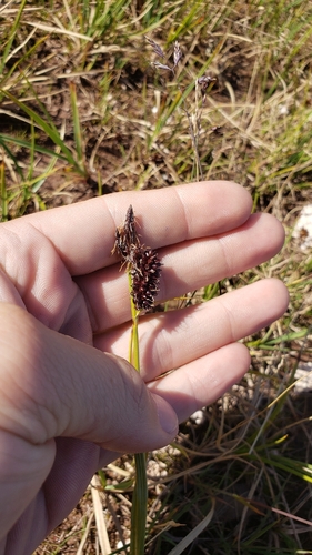 Carex rotundata, 2026-07-24