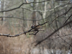 Passer montanus