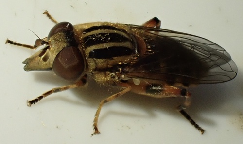 Striped Swamp Fly, Graafland, Groot-Ammers, South Holland, NL, photo 7 of 10