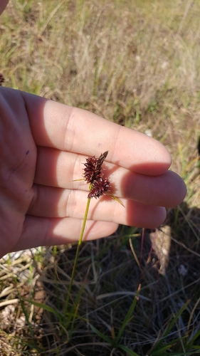 Carex rotundata, 2026-07-24