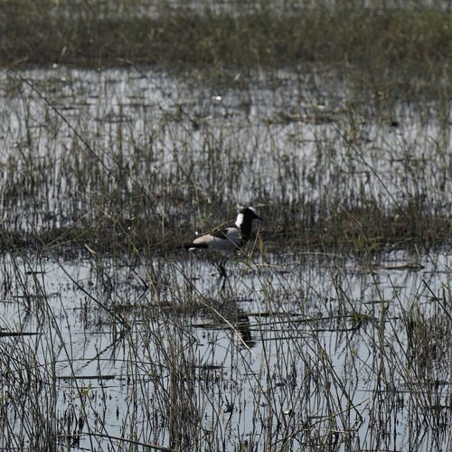 iNaturalist image