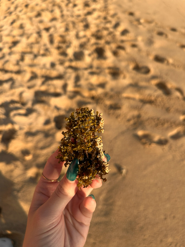 Sargassum aquifolium observed 2026-06-21