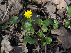 Ficaria verna