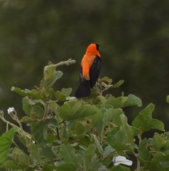 Euplectes hordeaceus