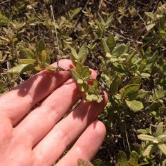 Quercus microphylla