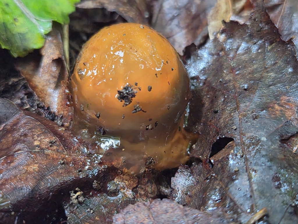 stalked puffball-in-aspic · July 2026 · photo: Photo: no rights reserved · iNaturalist