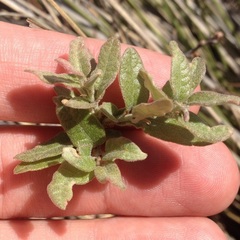 Quercus microphylla