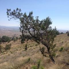 Juniperus deppeana deppeana