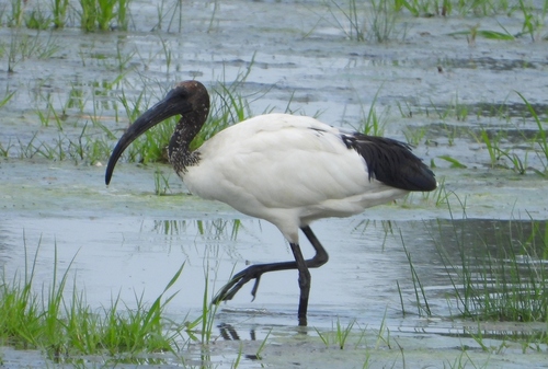iNaturalist: (c) Elio Giacone, some rights reserved (CC BY-NC), uploaded by Elio Giacone iNaturalist image