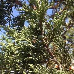Juniperus deppeana deppeana