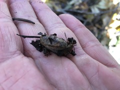 Hemphillia camelus