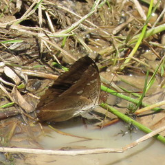 Euthalia aconthea garuda