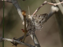 Isturgia murinaria