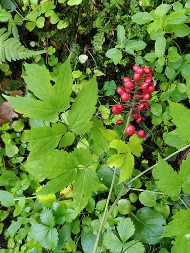 Actaea erythrocarpa, photograph 3