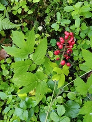 (c) Natalia Kazakova, some rights reserved (CC BY) Actaea erythrocarpa, photograph (c) Natalia Kazakova, some rights reserved (CC BY)